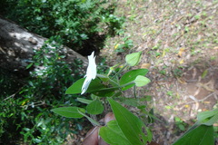 Thunbergia fragrans var. vestita
